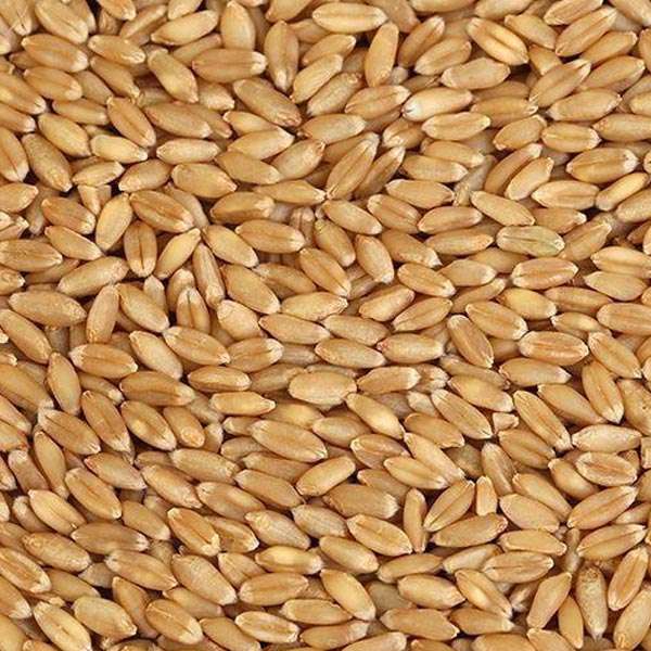 Wheat