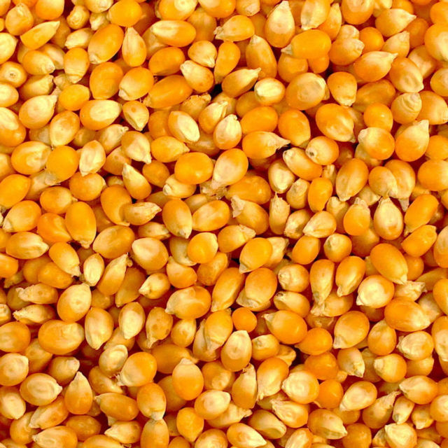 Corn